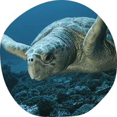 Sea Turtle Extinction Quotes (410x410), Png Download