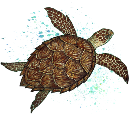 Click And Drag To Re-position The Image, If Desired - Hawksbill Sea Turtle By Amber Marine ~ Watercolo... (452x700), Png Download