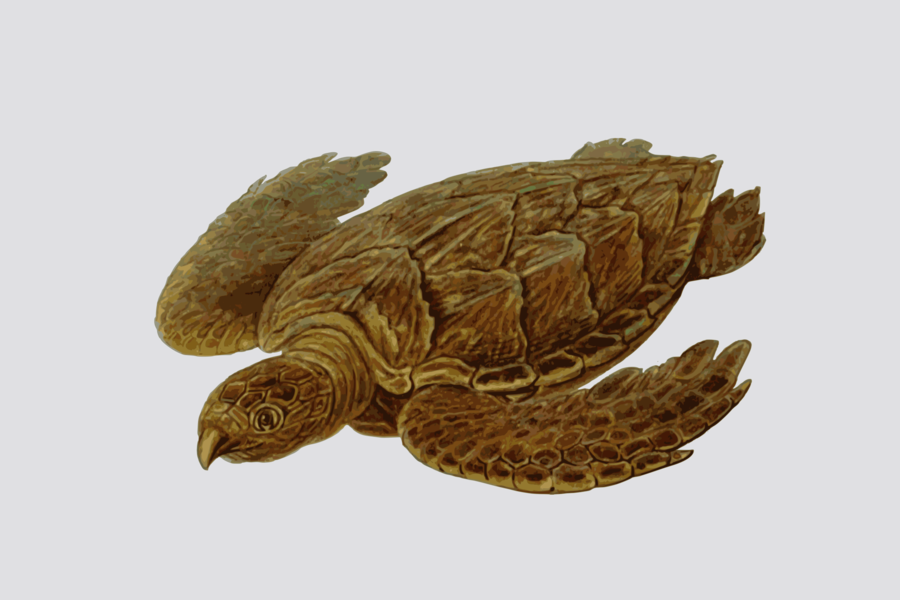 Prehistoric Turtle Shower Curtain (900x600), Png Download