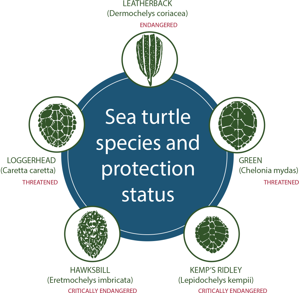 However, Leatherback Nesting Is On The Increase In - Sea Turtle Species In Tx (1200x1061), Png Download