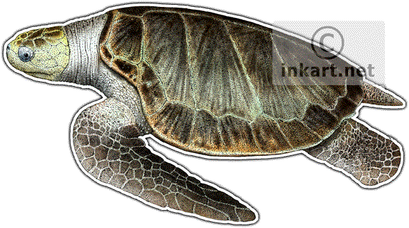 Olive Ridley Sea Turtle Decal - Sea Turtles Of The World 60" Curtains (590x329), Png Download