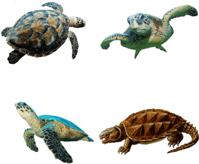 Sea Turtle No Background (400x400), Png Download