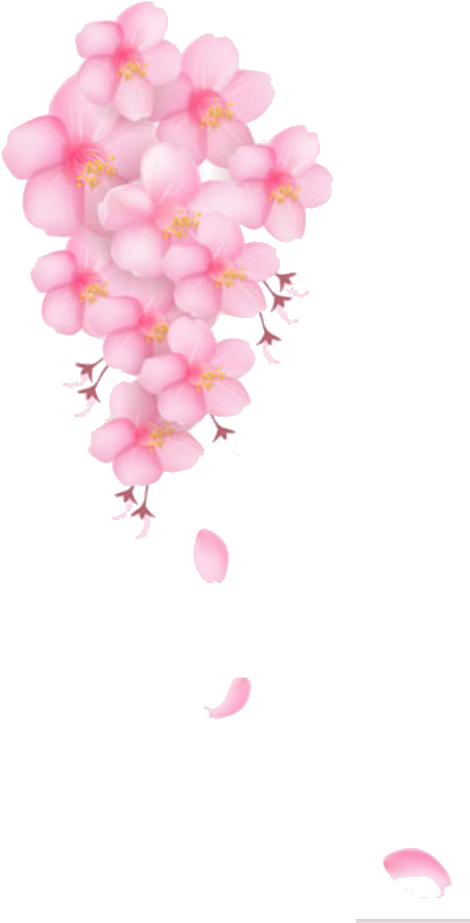 Png Freeuse Download Pink Pattern Transprent Png Free - Moth Orchid (1024x974), Png Download