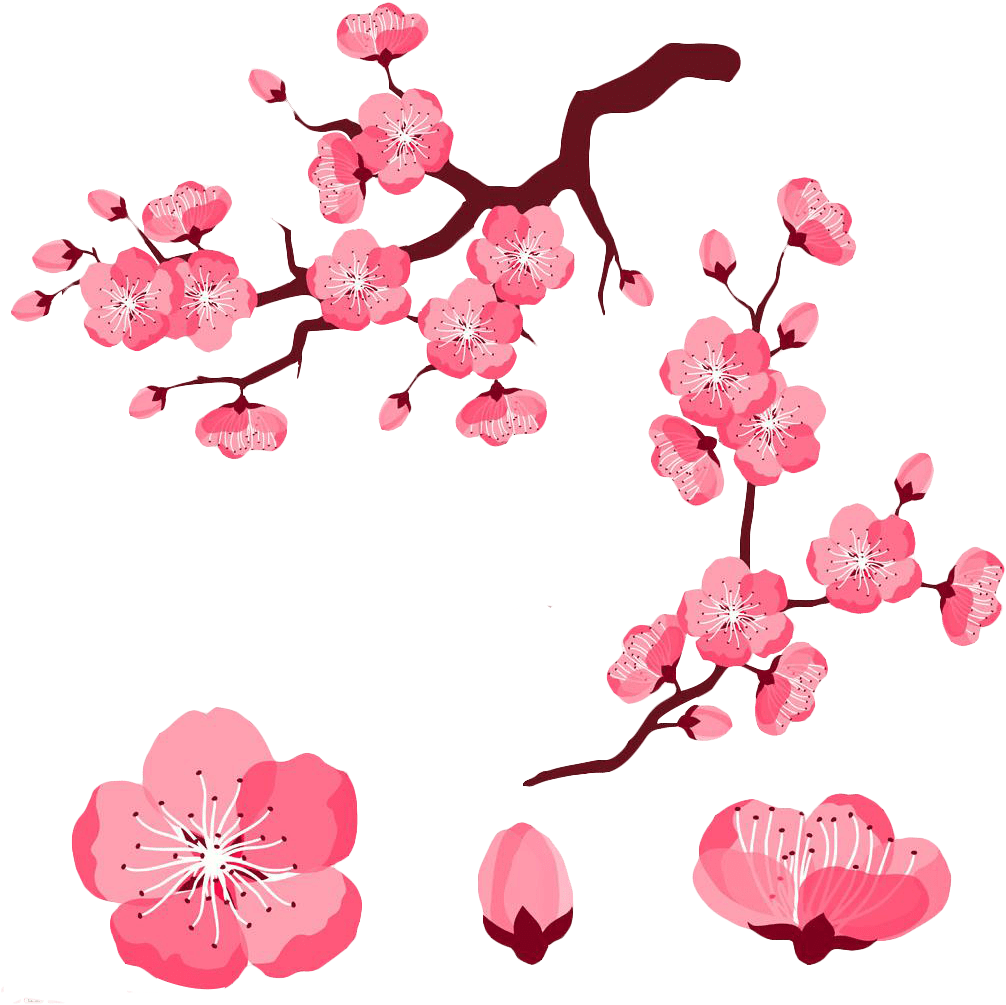 Cherry Blossom Petals Clipart 4 By Jared - Cherry Blossom Flower Cartoon (1024x1024), Png Download