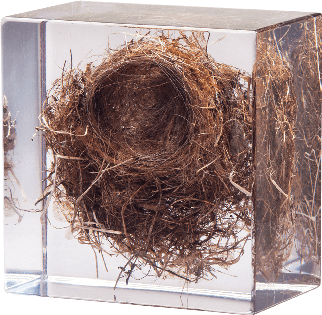 Caliology Xiii - Linnet - Nest (750x750), Png Download