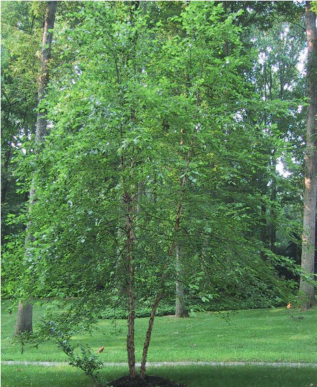 Betula Nigra 3789 Betula Nigra 3790 Betula Nigra - River Birch (900x563), Png Download