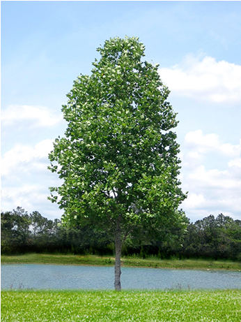 Tulip Poplar - Tulip Tree (460x460), Png Download