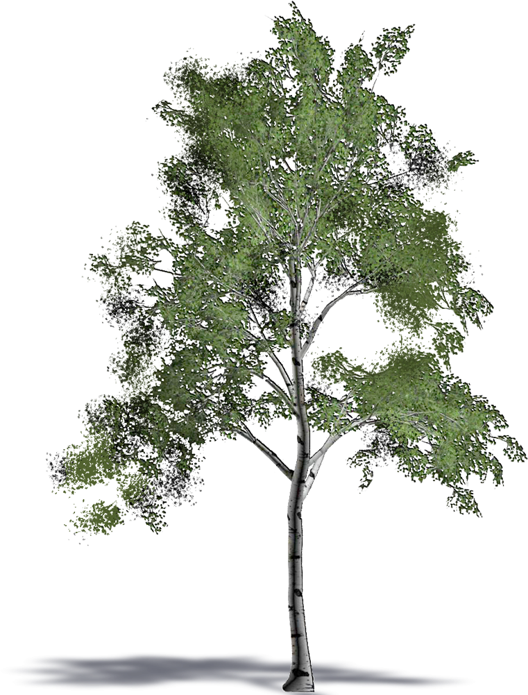 White Birch - Mexican Pinyon (1000x1000), Png Download