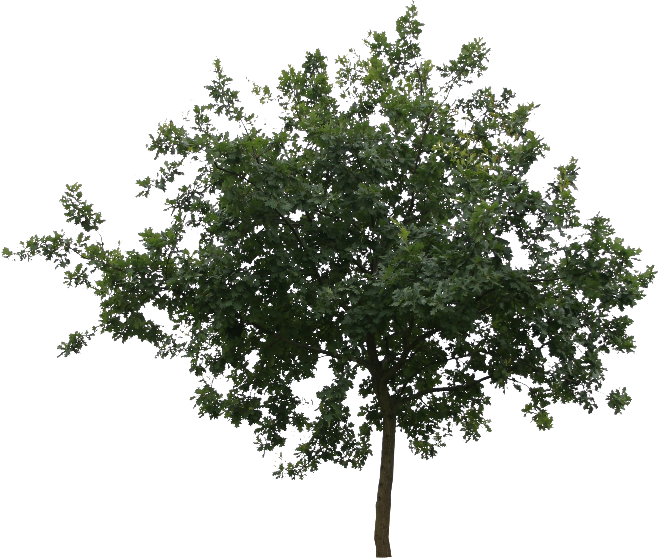 Cut (2304x2150), Png Download