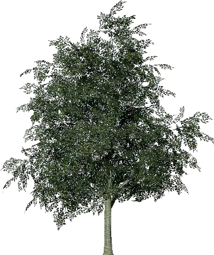3d Trees - Birch - Arbre Bouleau Png (750x527), Png Download