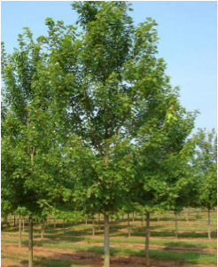 Are Maple Holly, Weeping Willow, And Birch Trees - Autumn Blaze Maple Tree (400x300), Png Download