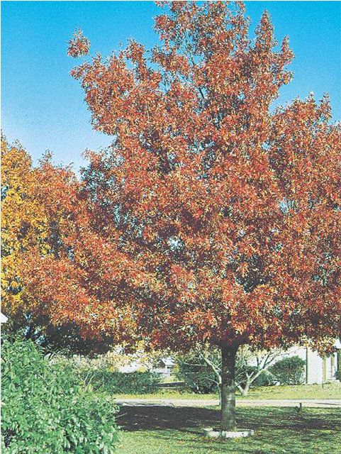 Shumard Red Oak - Shumard Oak Tree (640x640), Png Download