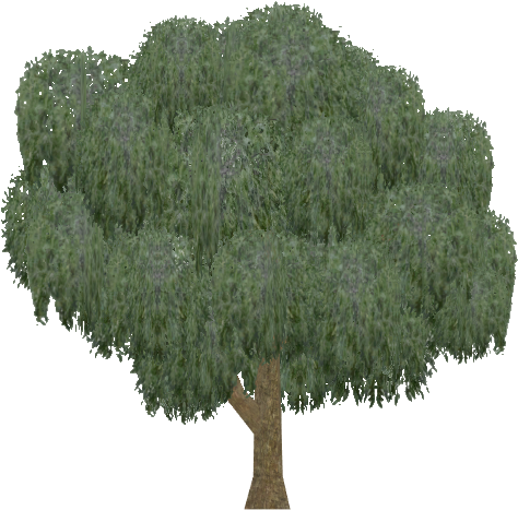 Willow - Mexican Pinyon (473x473), Png Download