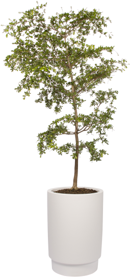 Home > Collection > Pure Grade High - White (750x750), Png Download