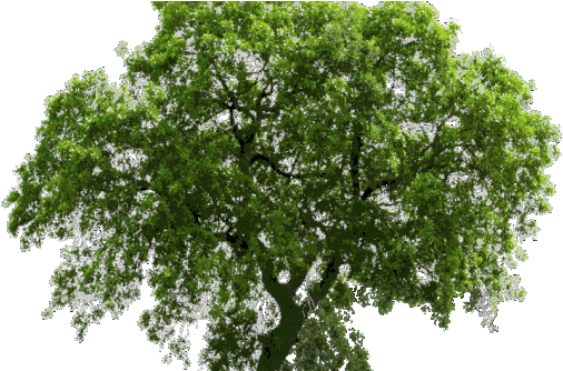 Arbre Png (634x333), Png Download