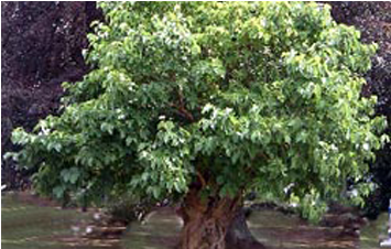 History - Bank Of America (603x225), Png Download