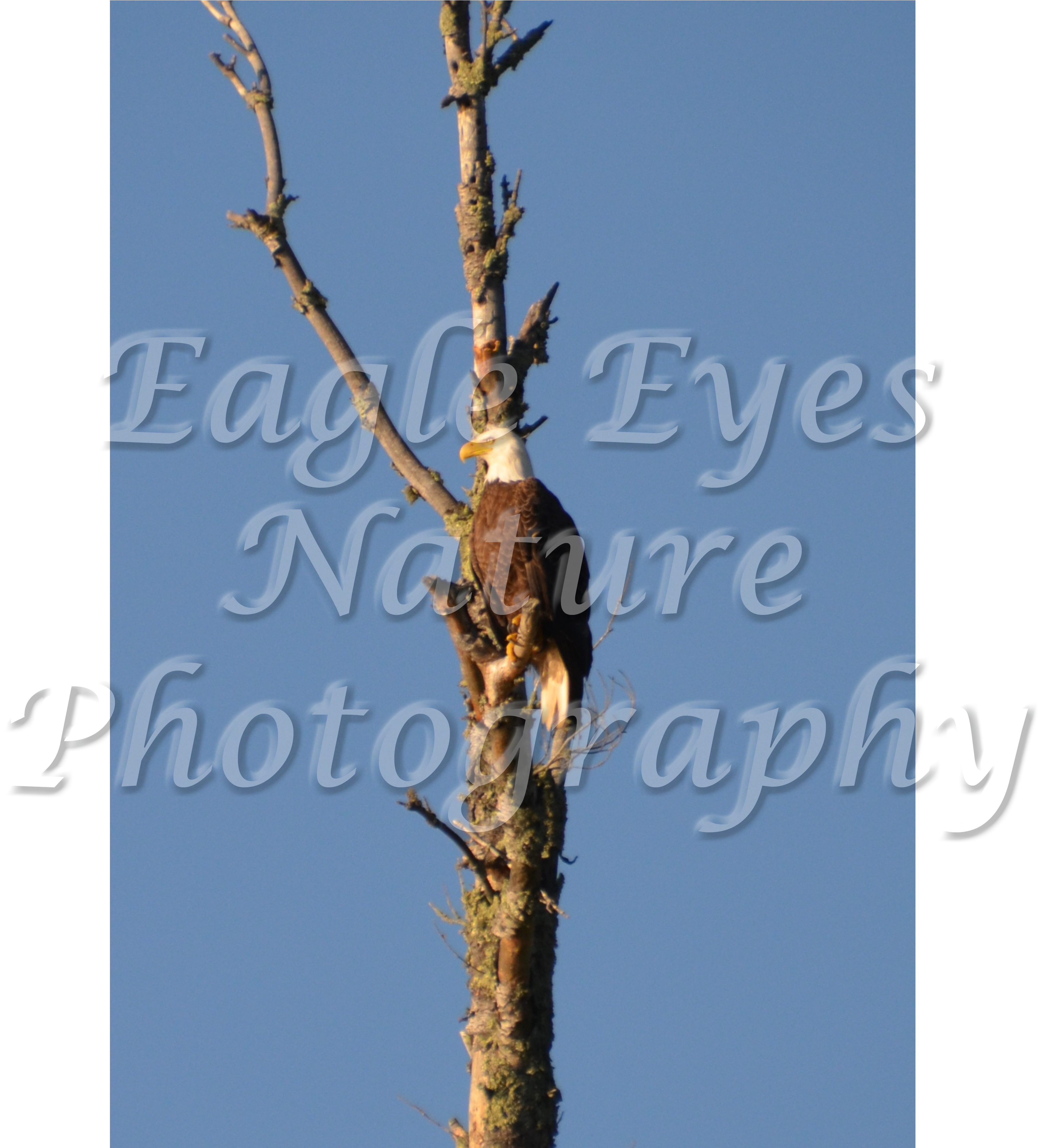 Go To Custom Orders - Pond Pine (4000x4000), Png Download