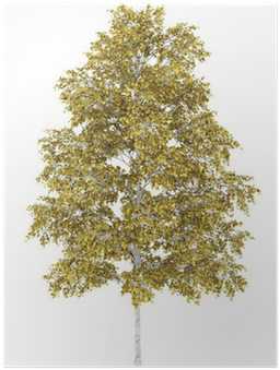 European White Birch Tree Isolated On White Background - Birch (400x400), Png Download
