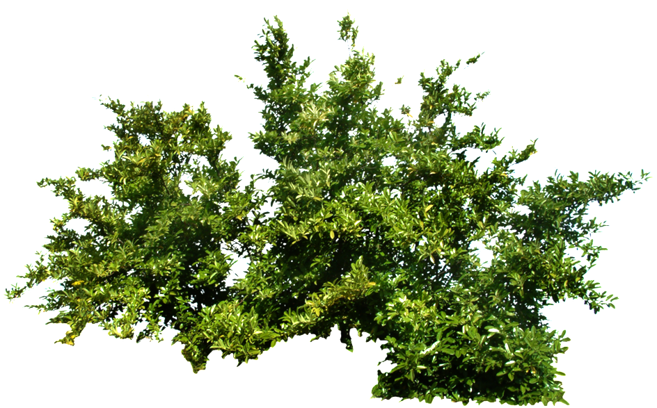 Bushes Png (1024x818), Png Download