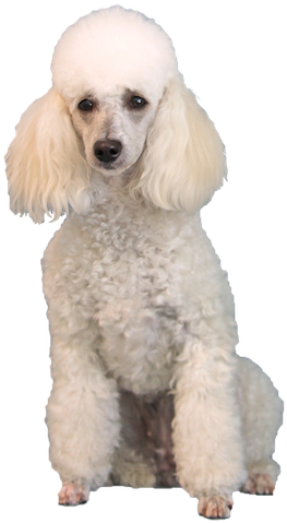Miniature Poodle Cards - Poodle Transparent (294x500), Png Download