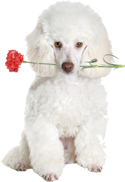 2011 Brazzil Dazzle Poodles - Poodle Png (294x420), Png Download