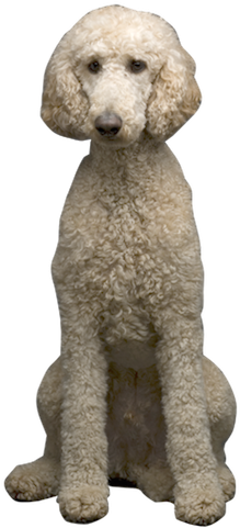 Jpg Stock Get Well Cards Sloppy Kiss Why Choose - Standard Poodle (260x500), Png Download
