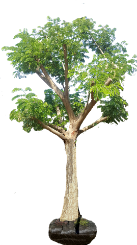 Albizia Julibrissin - River Birch (269x480), Png Download