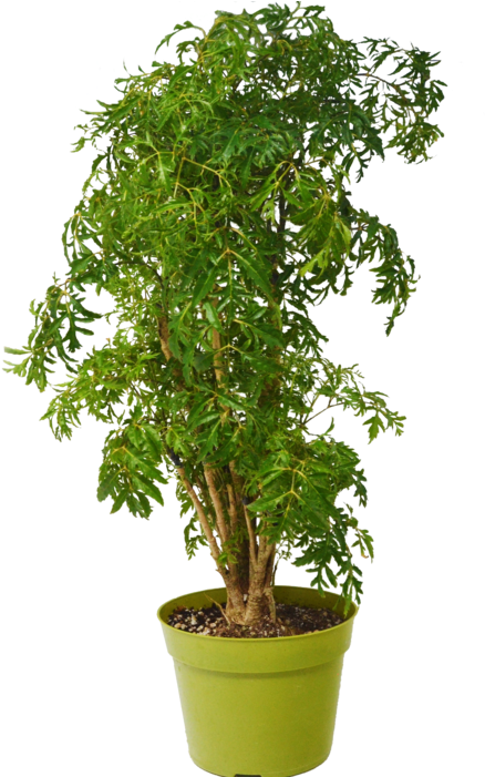Aralia Ming Stump Plant - Polyscias Fruticosa (656x700), Png Download