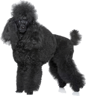 The American Kennel Club Maintains The Breed Standard - Black Poodle Png (564x400), Png Download