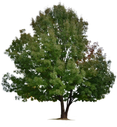 Tree Png By Ivaxxx-d8hocrc - Stock Photography (400x600), Png Download