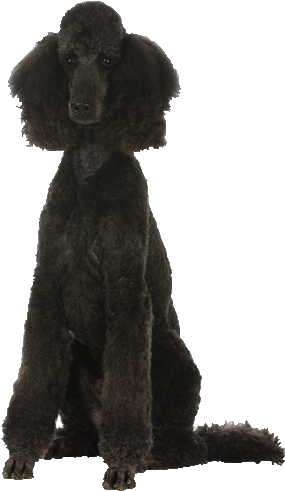 Beds, Collars And Accessories - Black Poodle Transparent (375x533), Png Download