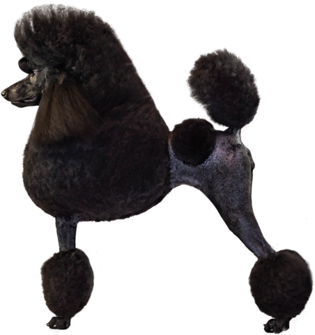 Poodle Breed Course - Poodle (466x480), Png Download
