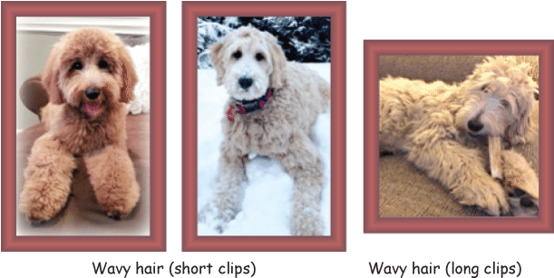 Poodle Clip Labradoodle - Curly Vs Wavy Goldendoodle (612x314), Png Download