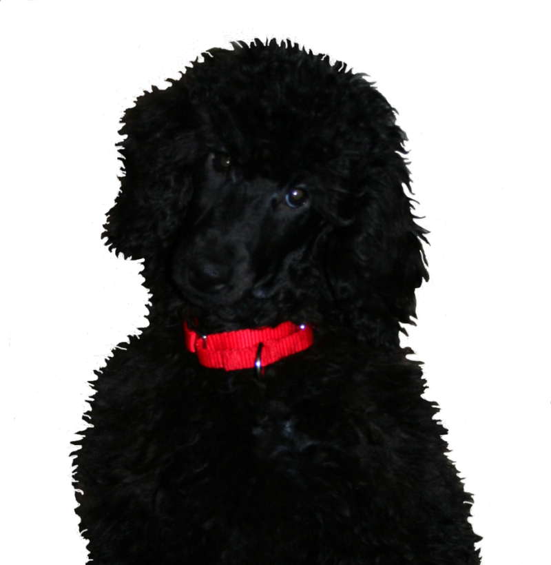 If This Is Something You Think You May Be Interested - Dog (800x820), Png Download