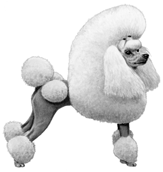 Miniature Poodle - B&w - Miniature Poodle (450x360), Png Download