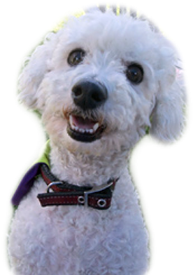 Action - Pennsylvania (325x405), Png Download