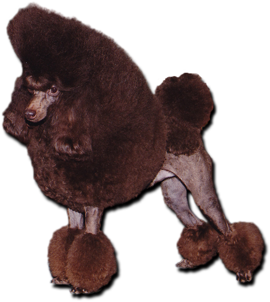 Chocolate Toy Poodle - Poodle (560x672), Png Download