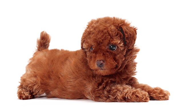 Cute Dogs That Dont Shed (645x380), Png Download