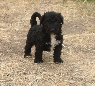 S Standard Poodles & Doodles - Dog (960x290), Png Download