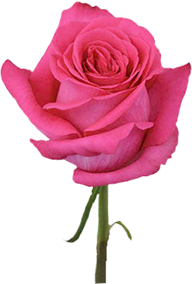 Pink Floyd - Dark Pink Rose Png (500x500), Png Download