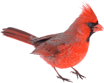 Cardinal-png - Northern Cardinal (450x356), Png Download