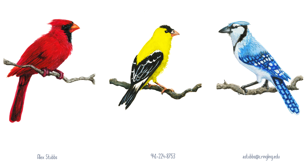 Pause - Northern Cardinal (1100x711), Png Download