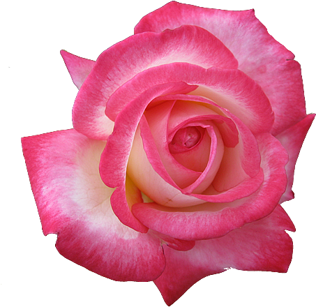 Pink Rose Clipart Transparent Png - Pink Rose Icon (500x450), Png Download