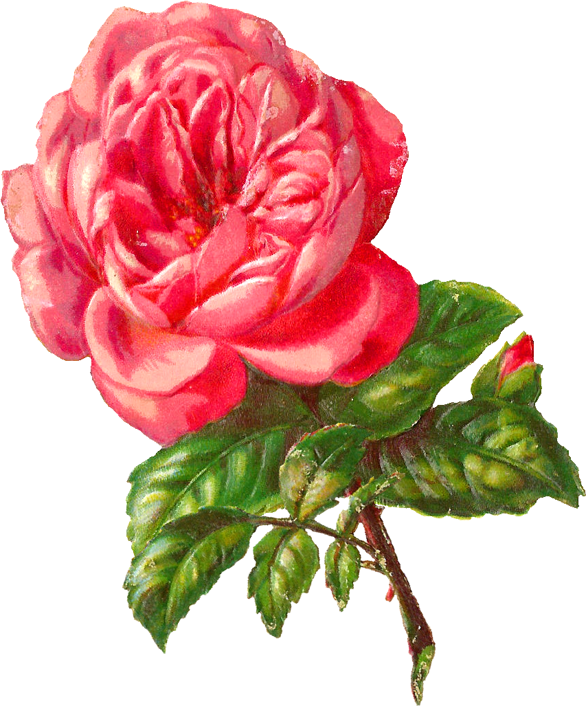 Pink Rose Clipart Illustrated - Botanical Roses Pink Png (935x1115), Png Download