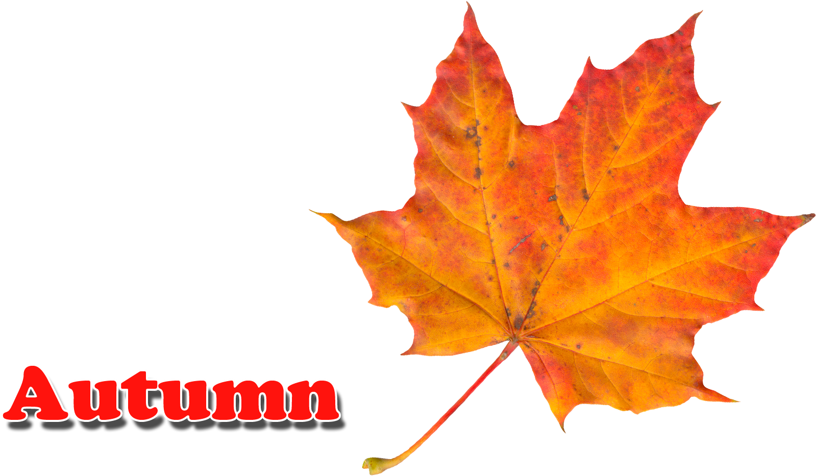 Maple Leaf (1764x1058), Png Download
