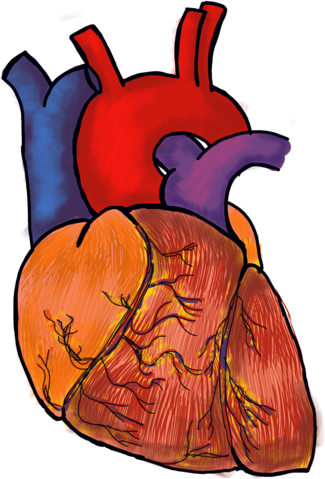 Human Heart Png File (1024x970), Png Download