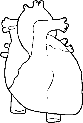 Human Heart Coloring Page - Molde De Corazon Humano (600x470), Png Download