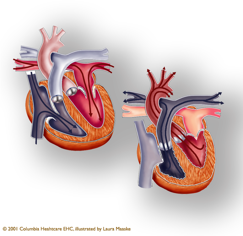 The Human Heart Has Four Chambers And Two Halves - Recipe (773x765), Png Download