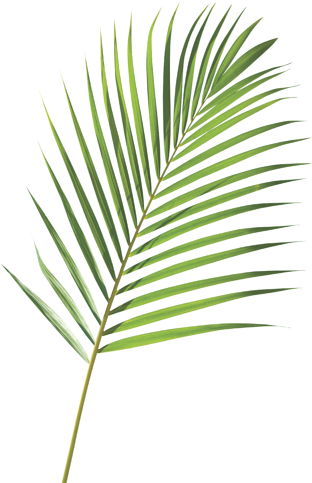 Clip Transparent Stock Royalty Free Frond Arecaceae - Nike Goddess Palm Branch (1134x1693), Png Download