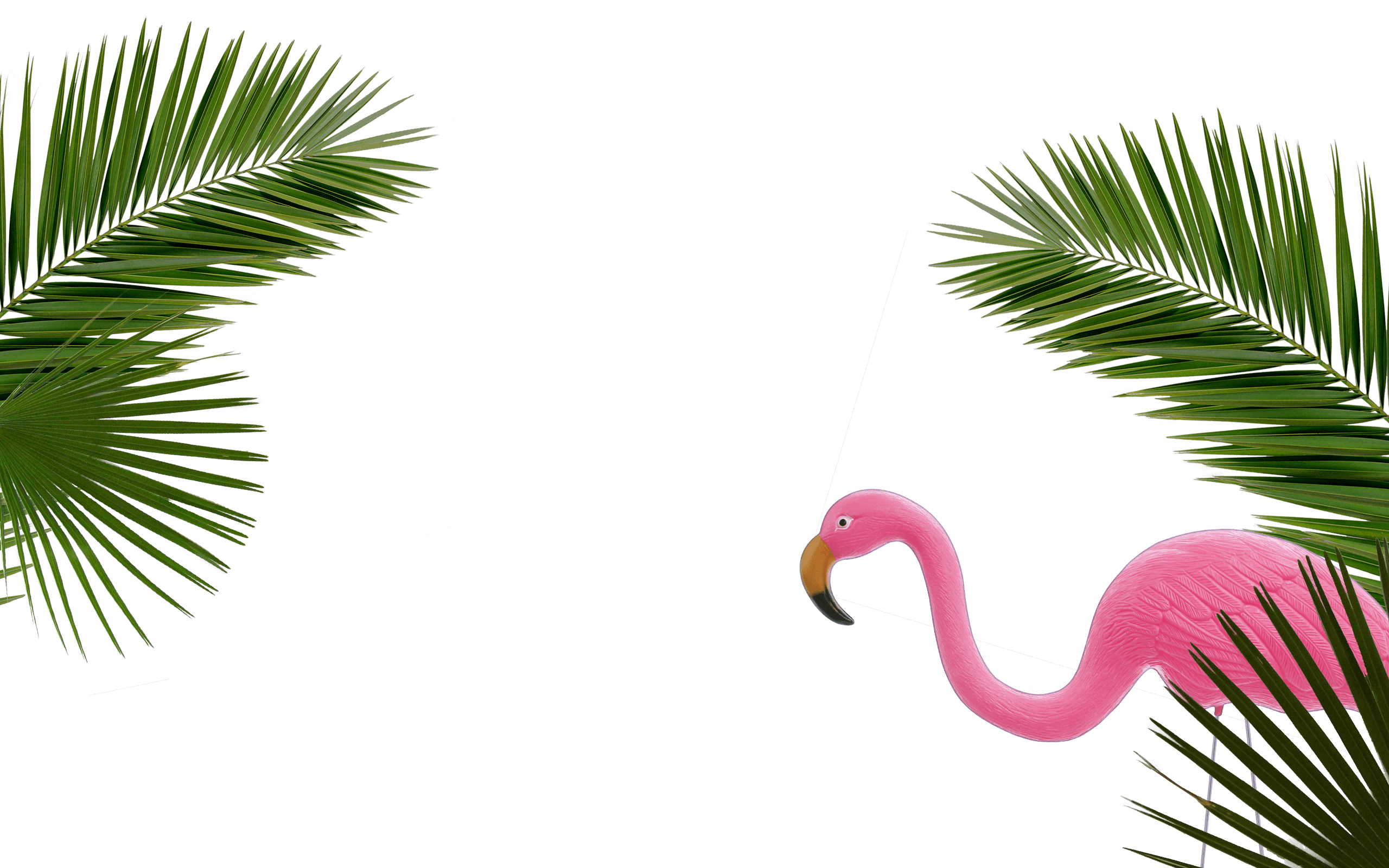 Palms - Society6 Palm Leaf Black & White I Rug - 2' X 3' (2560x1600), Png Download